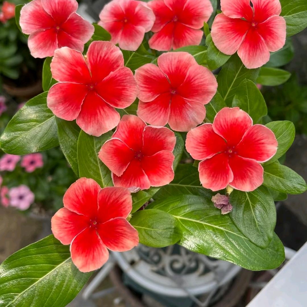 ✨春暖花香✨