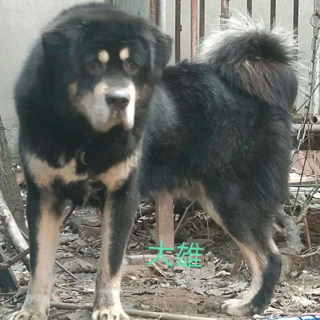 原生獒大雄