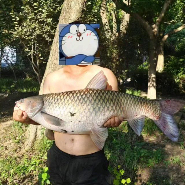 做梦钓到大板鲫(传统钓努力中)