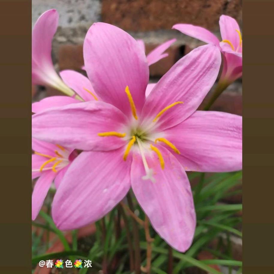 沙漠玫瑰