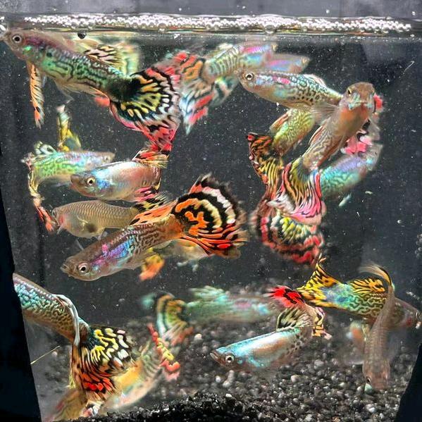 山河孔雀鱼场