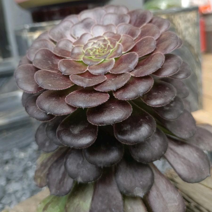 追风筝的傻瓜
