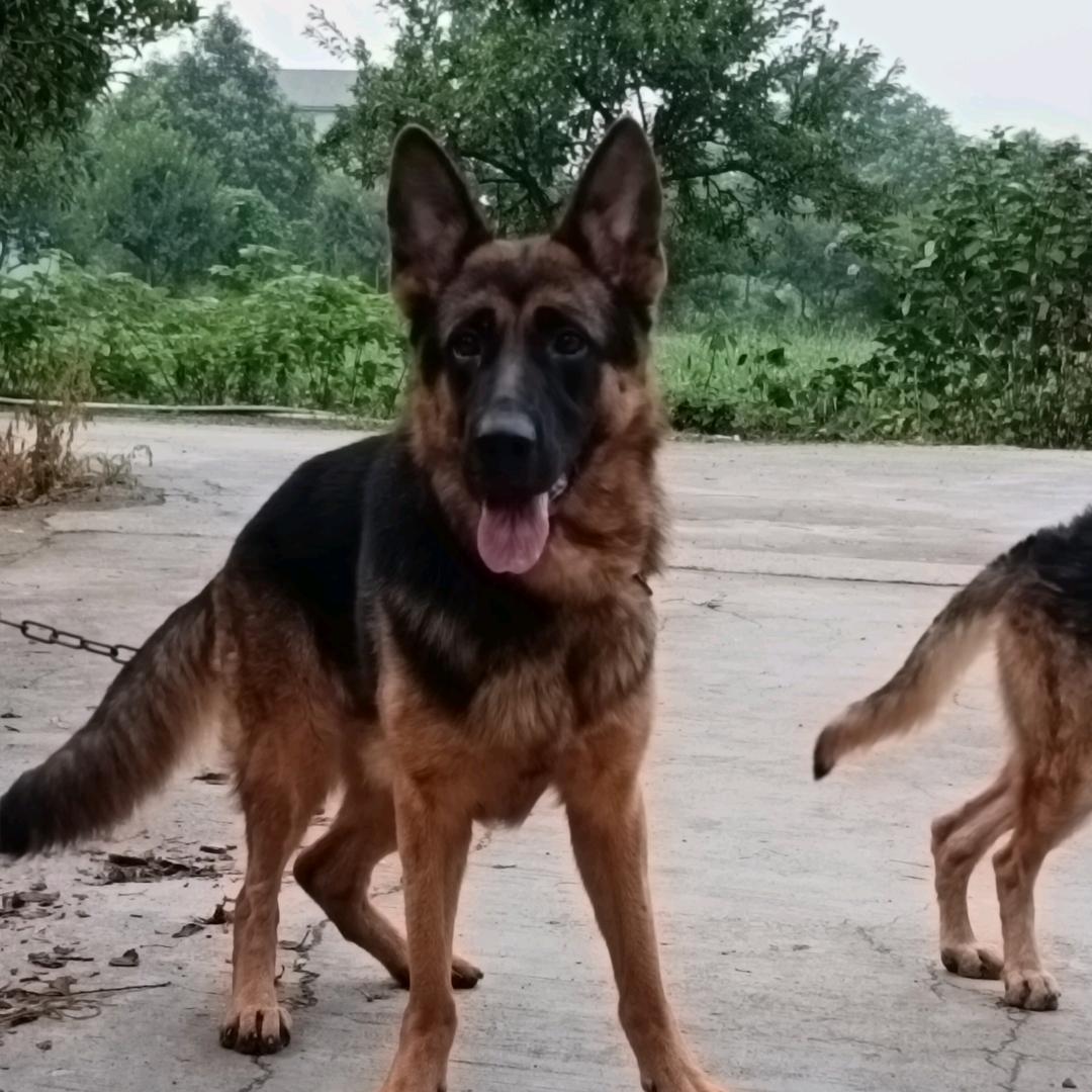 大足爱好者德牧之家