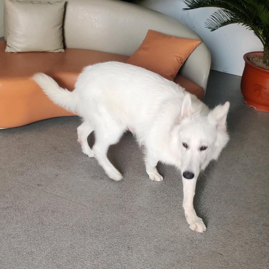 黑到极致就是白