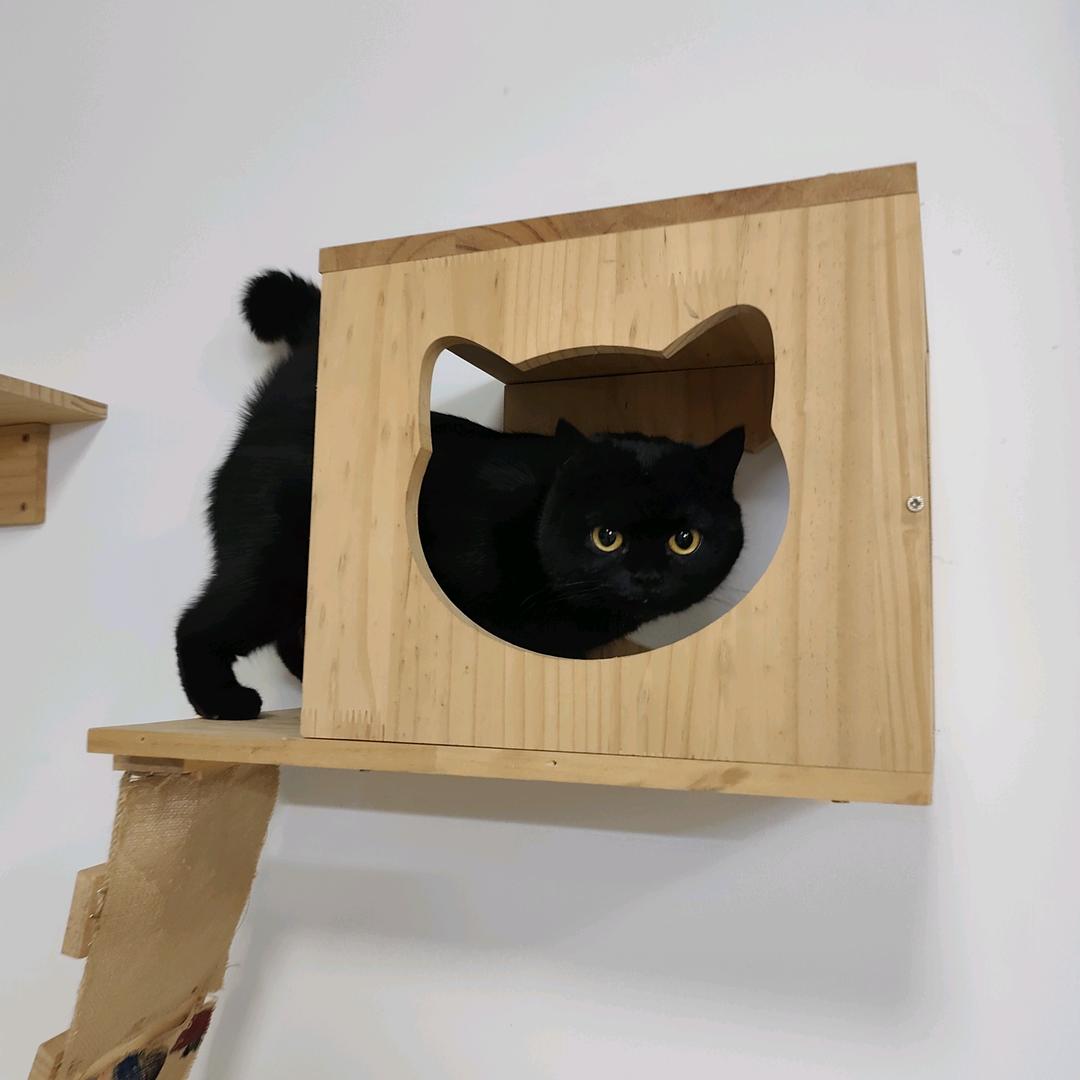 姑蘇铲屎官