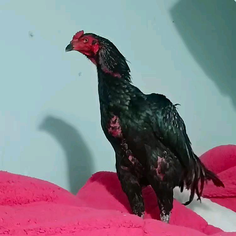 斗鸡爱好者.