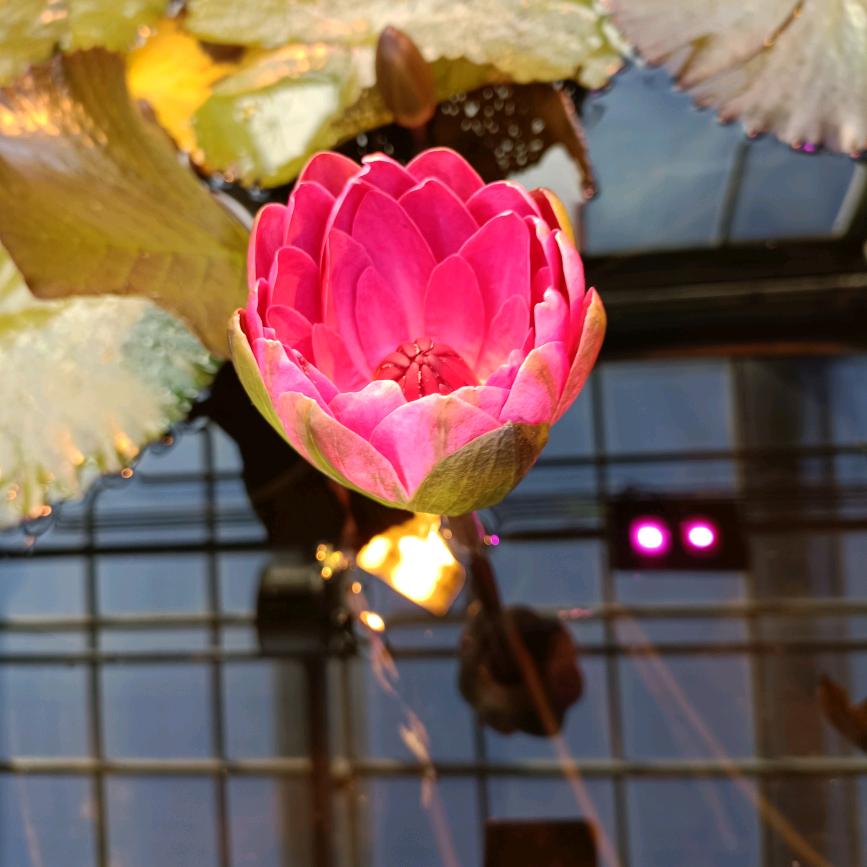 杨学辉淀粉土豆