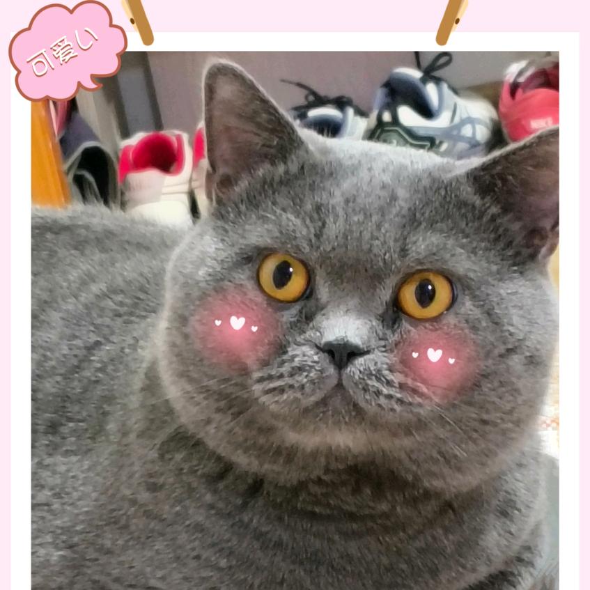 猪咪团团🎈