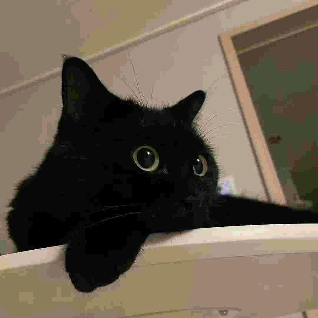 怪味橘子猫