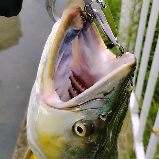 @路亚十袋（实战野钓）