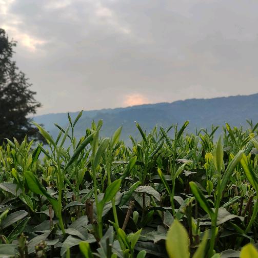 花@茶，是很好的修行