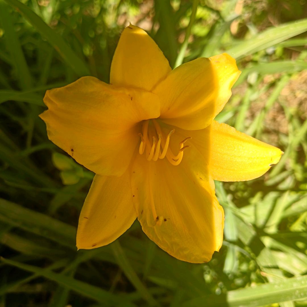 ∧,＿,∧　蛇年大吉🌟（