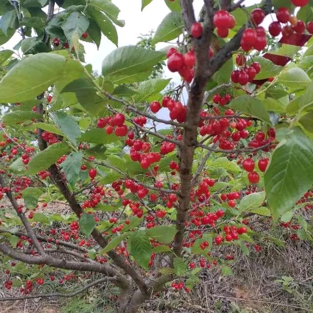 惠水樱桃种植