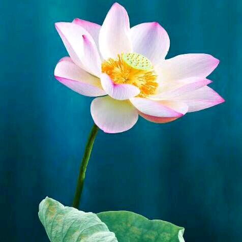 丽花🌸