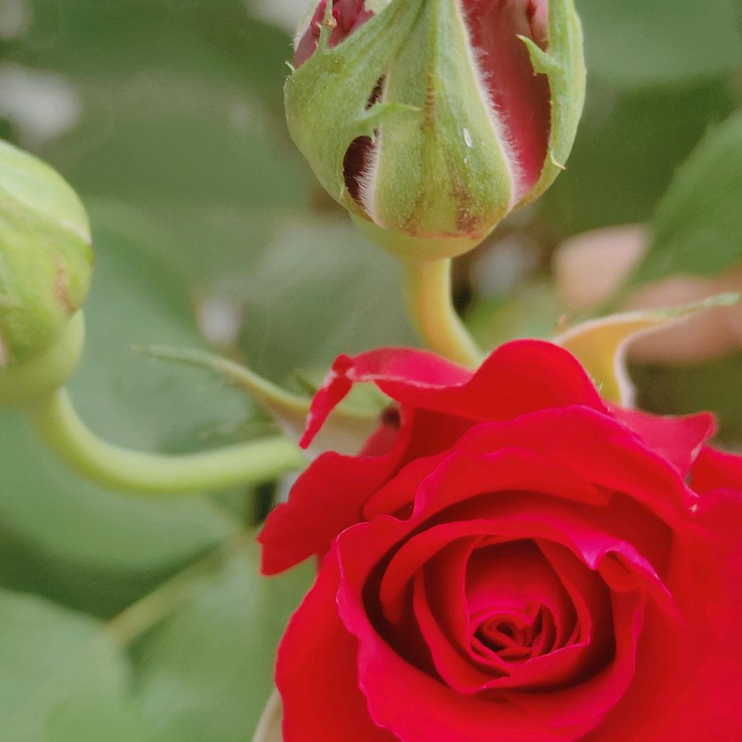 梦想成真200864767