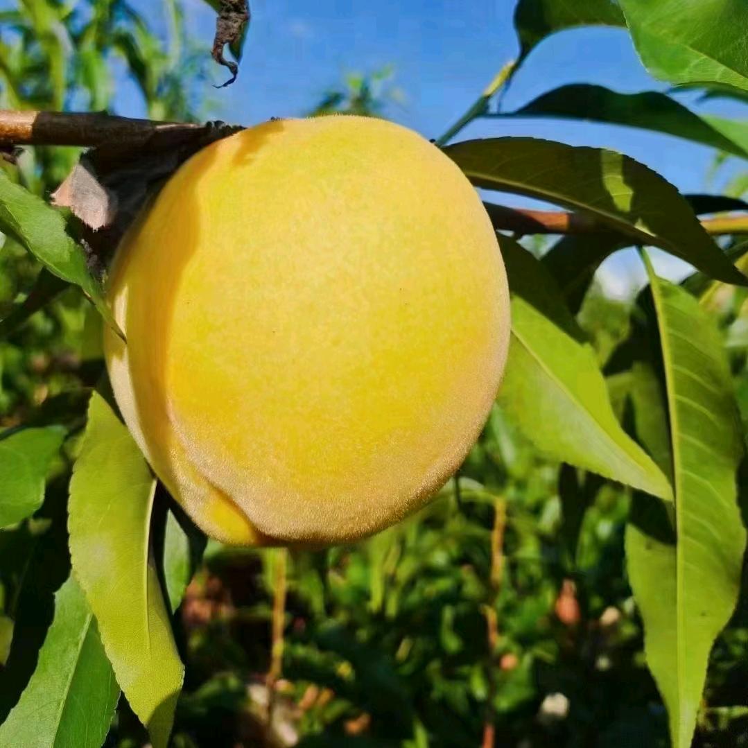 半亩时光炎陵黄桃甄选店