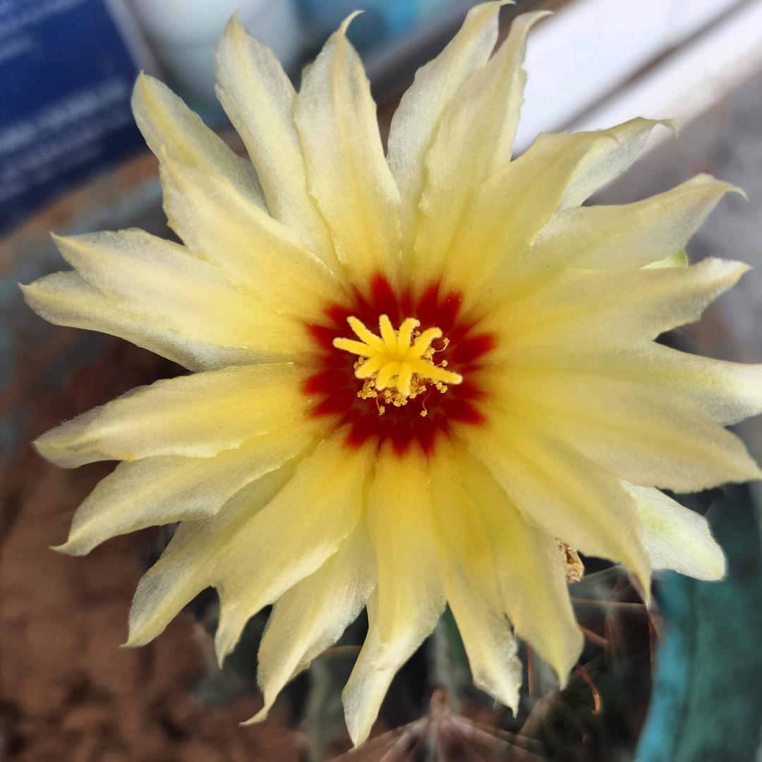 (●✿∀✿●)
