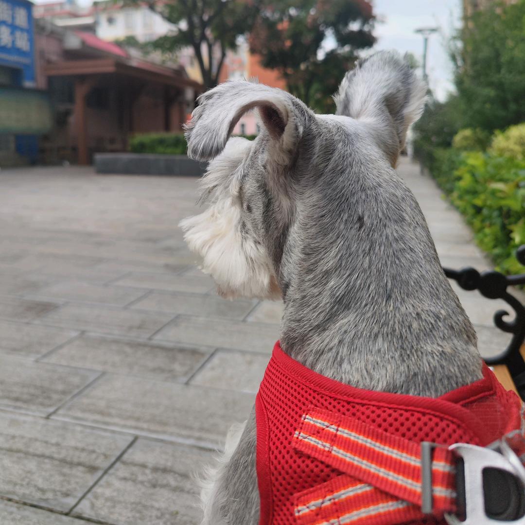 椒盐的老豆👴