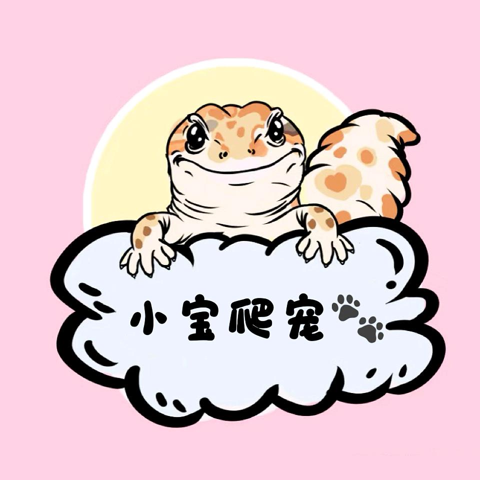 小宝爬宠