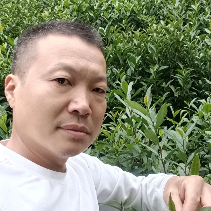 卢*强《茶农》