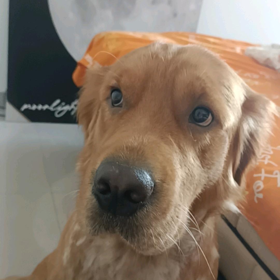 小狗妞妞