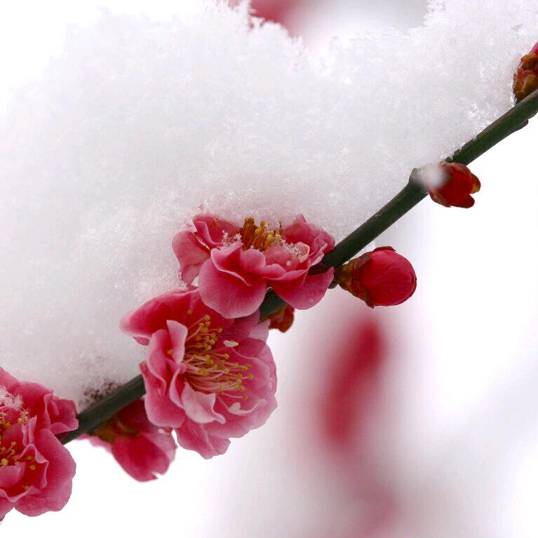 🌷🌺馨泽🌹🌸