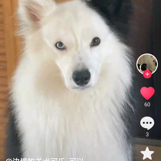 兰花