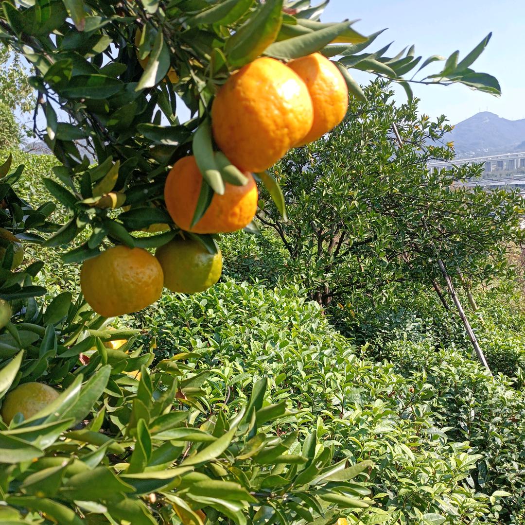 ☠️☠️☠️☠️☠️