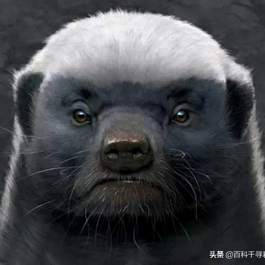 非洲平头哥