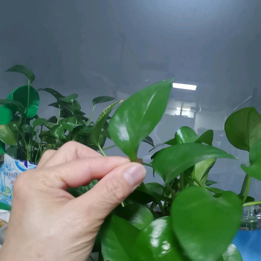冰馨