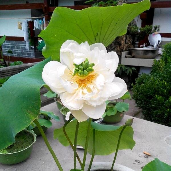 殷胜莉（记录美好生活）