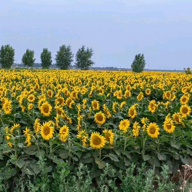 薇薇1🎤（首播）下午2点30