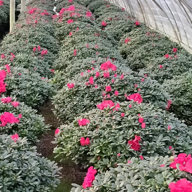 言言花木