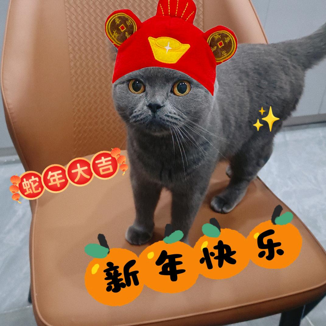 招财是只猫