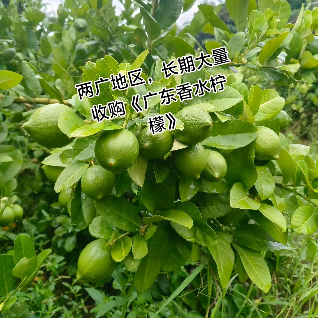 柠檬批发零售直通车
