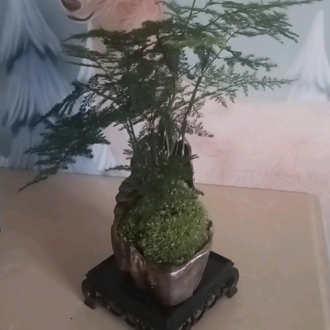 不懂茶