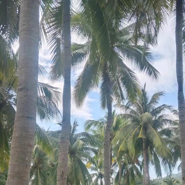 一帆风顺
