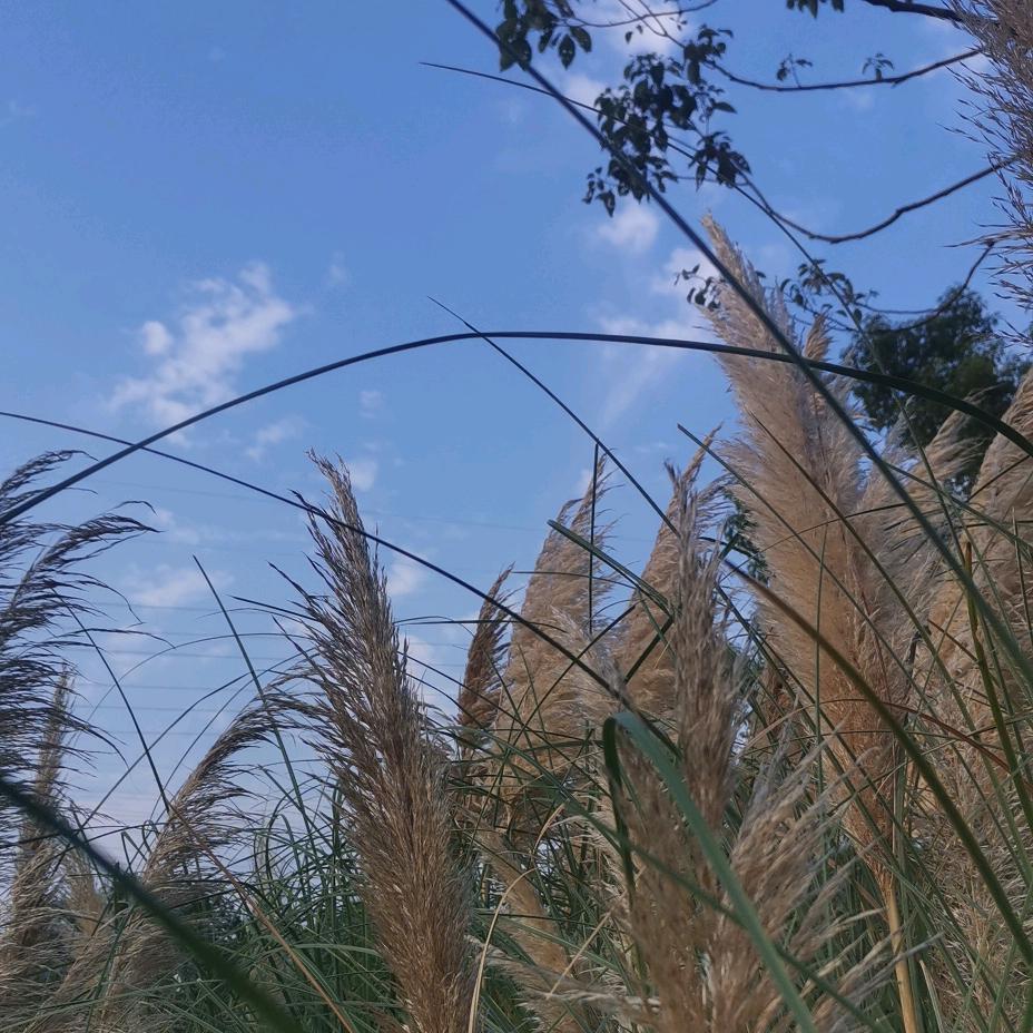 开心果