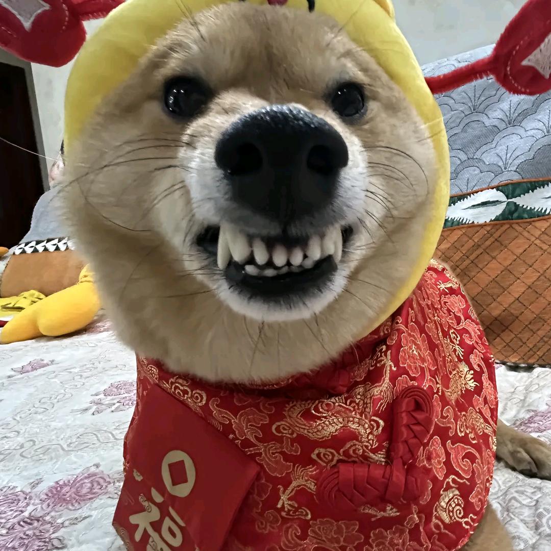 苏憨憨