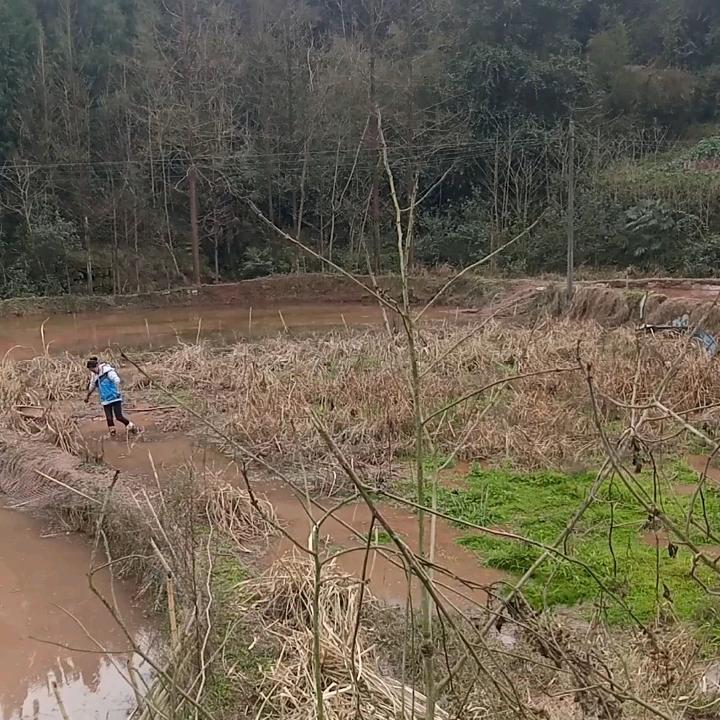 元元～洋洋