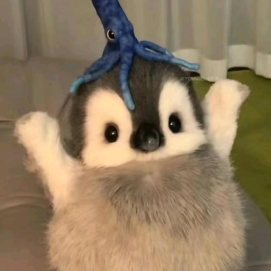 花花好物推荐官