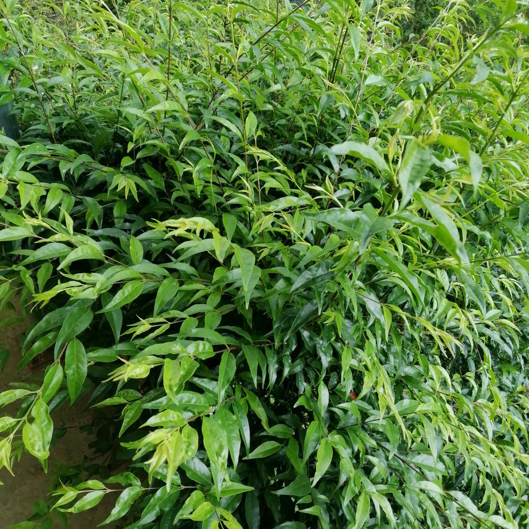 东山再起