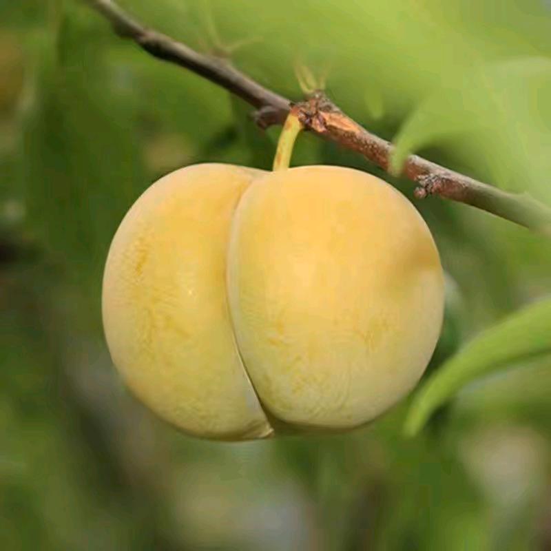 @零食很芒