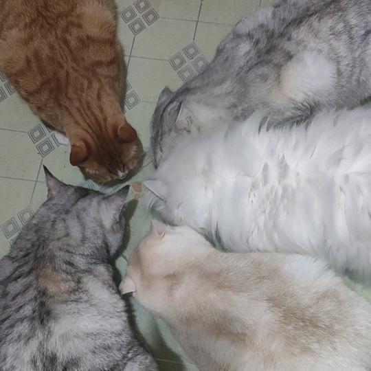 不想上班的喵老师