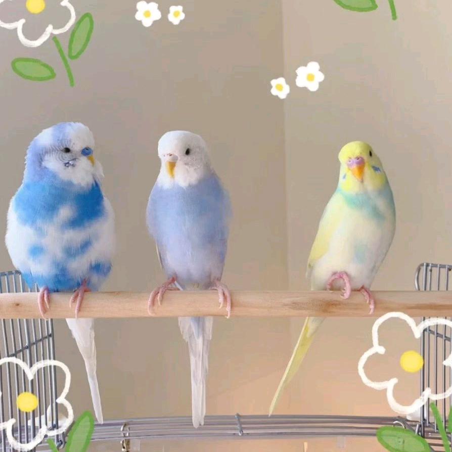 鹦鹉🦜多多小迪