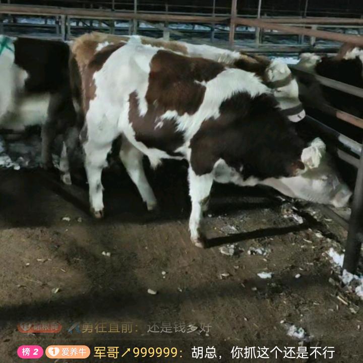 梦莲_2523413