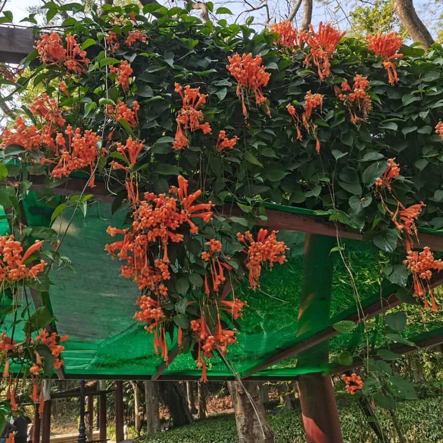 🍁張同學