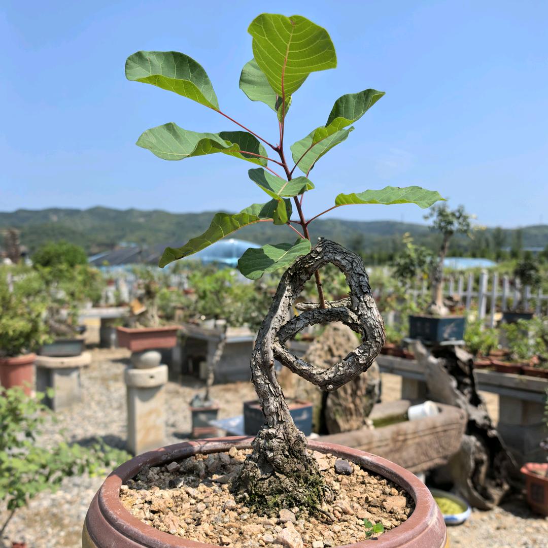 神都吃货爱旅游