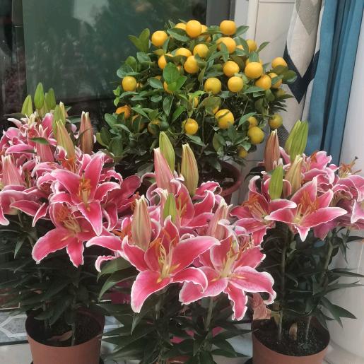 ઇଓ 云畔雾隐花