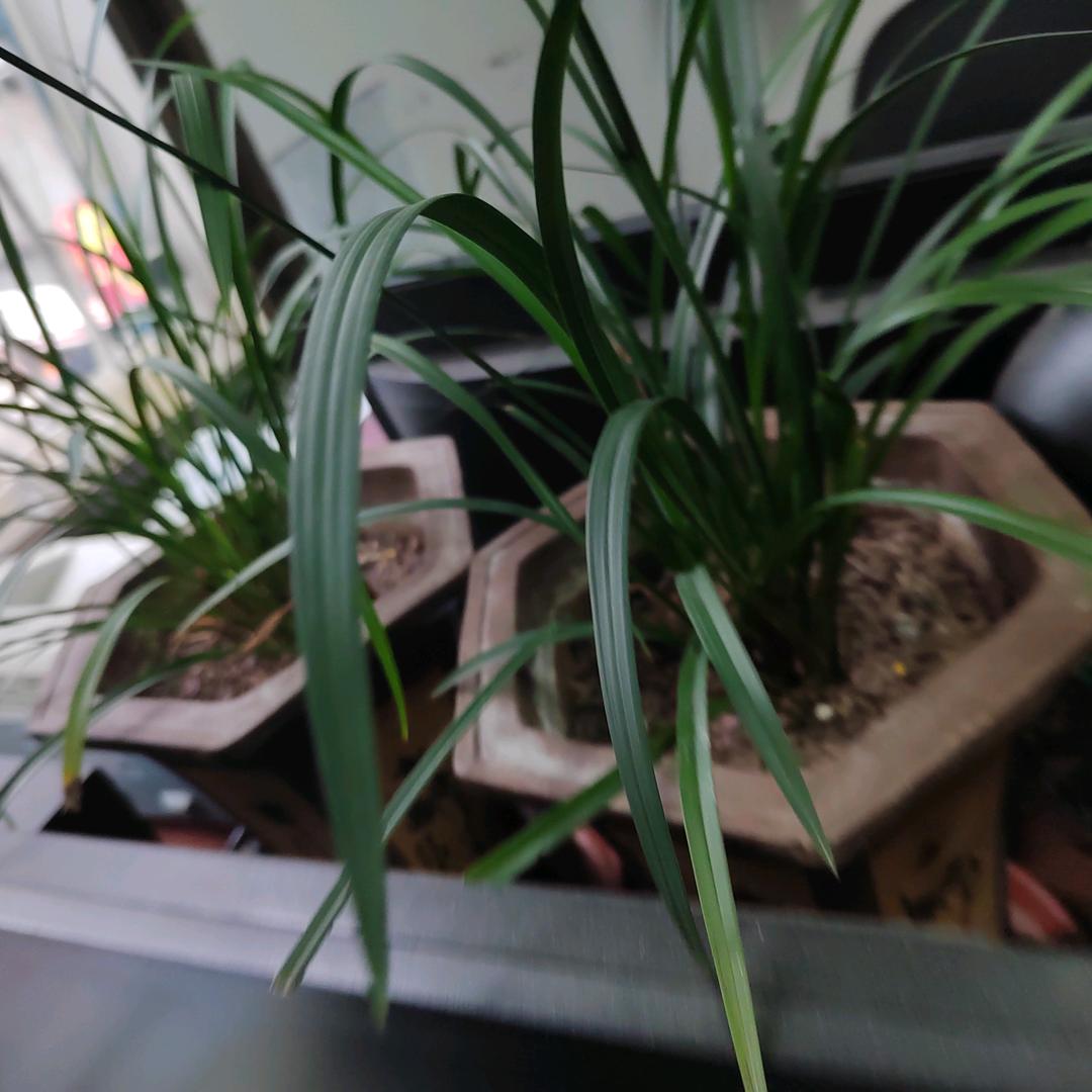 慈悲